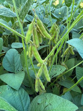 Yoğun yeşil bir alanda büyüyen soya fasulyesi kabuklarının yakın çekimi. Kapsüller olgun ve kıllı. Etraflarındaki büyük ve sağlıklı yapraklarla çelişiyorlar. Görüntü, modern tarımın bir örneği olarak, alandaki bolluk ve canlılık hissini iletiyor..