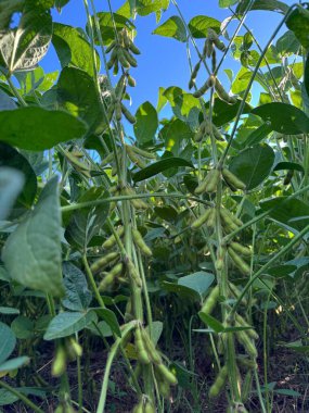 Işıl ışıl mavi bir gökyüzünün altında büyüyen yeşil kapsülleri olan yoğun bir soya fasulyesi tarlasının dipten görünüşü. Görüntü, mahsulün bolluğunu ve doğanın güzelliğini tam çiçeklenirken yakalar..