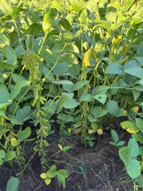 Tohumları ve yaprakları sağlıklı olan yeşil soya fasulyesi tarlaları güneş ışığı altında büyüyen tarımın ve doğanın özünü yakalıyor..