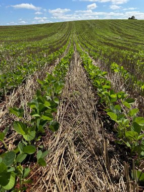 Canlı, büyüyen bir soya tarlasının panoramik görüntüsü. Beyaz bulutlu, açık mavi bir gökyüzünün altında önceki hasattan arta kalan kuru yeşil bitkilerin düzenli sıraları ortaya çıkıyor..