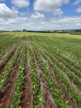 Geniş, büyüyen bir soya tarlasının göz alıcı görüntüsü, tüylü beyaz bulutlu mavi gökyüzüne karşı düzenli sıra yeşil bitkiler sergiliyor. Kırsal alan yeşil ve kahverengi tonlarıyla zengindir, tarımın verimliliğini ve güzelliğini vurgular.