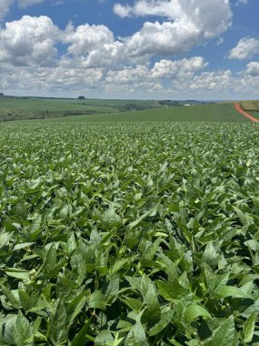 Uçsuz bucaksız, yeşil bir soya tarlası, beyaz bulutlarla benekli mavi bir gökyüzünün altında ufka kadar uzanıyor. Bu kırsal yerleşim, tarımın güzelliğini vurgulayarak, sükunet ve refah yayar..