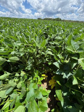 Mavi gökyüzünün altında, beyaz bulutlu, modern tarımın güzelliğini gösteren uçsuz bucaksız, yeşil bir soya tarlası. Görüntü, yaprakların zenginliğini ve arkaplandaki ufuk çizgisini yakalar..