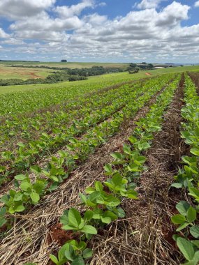 Açık bir tarladaki canlı bir soya fasulyesi çiftliğinin geniş bir manzarası. Yeryüzünden fışkıran simetrik yeşil filizler, beyaz bulutlarla benekli mavi bir gökyüzünün altında. Kırsal alan huzurlu ve zarar görmüş tarımın güzelliğini yansıtıyor.