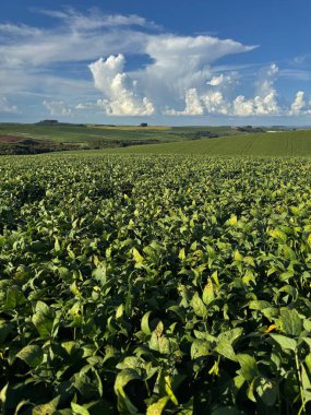 Göz alabildiğine canlı bir soya fasulyesi fidanı, sürüklenen beyaz bulutlarla kaplı çarpıcı mavi gökyüzünün altındaki geniş bir tarlanın üzerinde yemyeşil yapraklar uzanıyor. Bu pastoral ortam tarımın huzurlu güzelliğini ve zenginliğini yansıtıyor.
