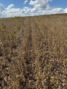 Mavi gökyüzünün altında kuru bir soya fasulyesi tarlası, beyaz bulutlar, kuru bitkilerin sıralarını ve toprağın dokusunu aydınlatıyor, kuraklık ve sıcaklık hissi uyandırıyor. Boş tarlalar son hasat ve çiftçilerin karşılaştığı zorlukları gösteriyor.
