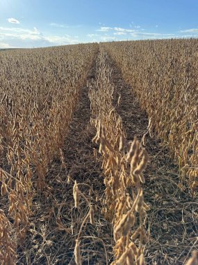 Açık mavi gökyüzü ve beyaz bulutların altında altın kızılötesi ışıltılarla dolu, olgun soya fasulyelerinden oluşan geniş bir tarla. Görüntü bitkiler arasındaki simetriyi yakalıyor, hasat ve bolluğu sembolize ediyor. Güneş ışığı, kurumuş kapsülleri aydınlatır, duyguları canlandırır.