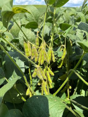 Yoğun bir soya fasulyesi tarlası, olgunlaşmamış yeşil kapsüller sağlıklı yaprakların arasında asılı. Yumuşak güneş ışığı, bitkilerin canlılığını ve potansiyel hasat bolluğunu vurgulayarak sahneyi aydınlatıyor..