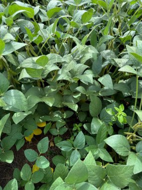 Yoğun bir soya fasulyesi tarlası, yemyeşil yapraklar gün ışığında göze çarpıyor. Yoğun bitki örtüsü, tarımsal büyüme ve refahı sembolize eden sağlıklı ve canlı bir çevreye işaret ediyor..