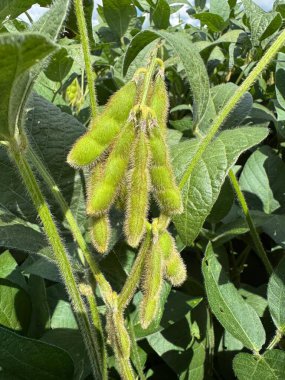 Yeşil kapsülleri gösteren soya fasulyesi bitkisinin yakın plan görüntüsü. Fasulye dolu kapsüller, sağlıklı tarım ve soya fasulyesi yetiştiriciliğini betimleyen doğal ışık altında canlı yeşil yapraklarla çevrilidir..