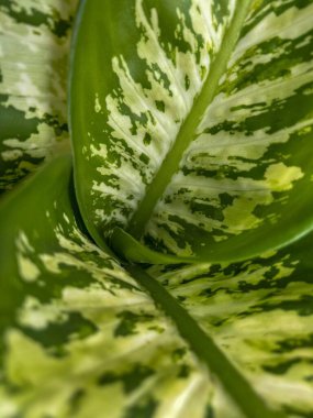 Canlı yeşil bir yaprağın yakın plan görüntüsü, eşsiz ve çarpıcı ışık ve karanlık noktalar, tropikal bitki örtüsünün doğal güzelliğini ve tazeliğini çağrıştırıyor..