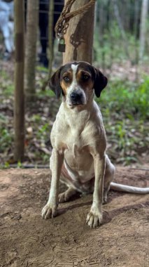 Büyüleyici orta boy bir köpek yemyeşil bitki örtüsüyle çevrili doğal bir ortamda oturur. Köpeğin siyah ve kahverengi işaretli beyaz bir ceketi var. Çevresini gözlemlerken sakin ve tuhaf bir ifade sergiliyor. Yumuşak öğleden sonra ışığı beyefendi