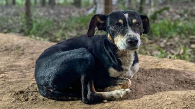 Siyah ve beyaz bir köpek yemyeşil bitkiler ve ağaçlarla çevrili orman zemininde huzur içinde yatar. Hayvan & # 39; 'un dingin bakışları yumuşak toprağa yerleşirken bir huzur ve güvenlik hissi iletir. Kırsal kesim doğal ve hoş bir ortam sağlıyor.