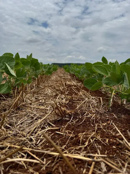 Soya fasulyesi tarlasının alçak açılı görüntüsü, zengin ve bakımlı topraklardan fışkıran sıralanmış genç bitkiler. Gökyüzü parçalı bulutlu. Ürünlerin büyümesi için serin ve sağlıklı bir ortam yaratıyor. Kara toprak ve yeşil yapraklar arasındaki zıtlık.