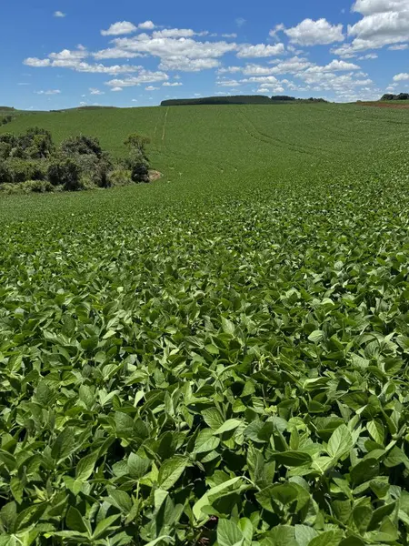 Uçsuz bucaksız bir tarım arazisi beyaz bulutlarla benekli mavi gökyüzünün altında canlı bir yeşil soya tarlası gösteriyor. Sahne, alanın sakinliğini yakalıyor. Gözün görebildiği kadar uzayan yoğun ve sağlıklı yaprakları vurguluyor.