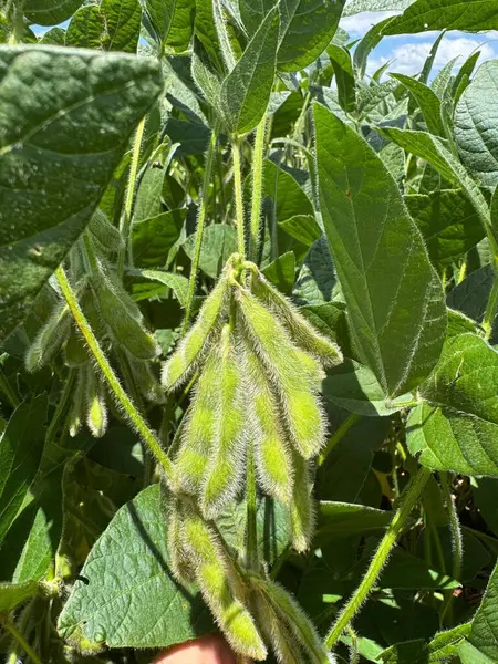 Bitkilerden sarkan tüylü yeşil soya tohumlarının parlak, sağlıklı yapraklarla çevrili, güneşli mavi gökyüzünün altında büyümeyi ve hasatı simgeleyen görüntüsü..