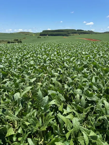 Uçsuz bucaksız, yeşil bir soya fidanı açık mavi gökyüzünün altında dağınık beyaz bulutlarla uzanıyor. Yeşillik, tarımda refah ve bereket hissi veriyor..
