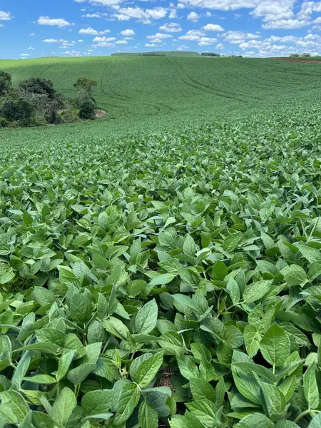 Mavi gökyüzünün altında beyaz bulutlarla benekli uçsuz bucaksız, yemyeşil bir soya tarlası. Taze, canlı yapraklar gözünün alabildiğince uzanıyor, bolluk ve tarım canlılığı hissi veriyor..
