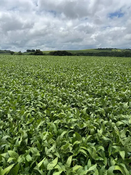 Geniş yeşil bir alanın panoramik manzarası bulutlu bir gökyüzünün altında canlı yapraklarla kaplı. Manzara, kırsal doğanın güzelliğini vurgulayan bir huzur ve tazelik hissi veriyor..