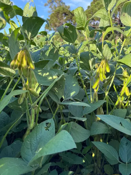 Canlı bir yeşil soya fidanlığı, güneş ışığı altında yemyeşil yapraklar arasında oluşan soya fasulyesi kabukları ile tarla boyunca uzanır. Sahne bereketli toprağın derinliklerinde kökleri ve arka planda mavi bir gökyüzü olan bolluk ve büyüme duygusunu çağrıştırıyor..