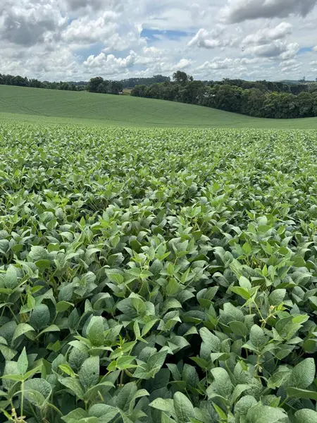 Yumuşak bulutlardan oluşan bir gökyüzünün altında canlı yeşil soya bitkileriyle kaplı engin bir alan. Kırsal alan, yoğun bitki örtüsünün ufukta yayıldığı bir huzur ve tarım refahını çağrıştırıyor..