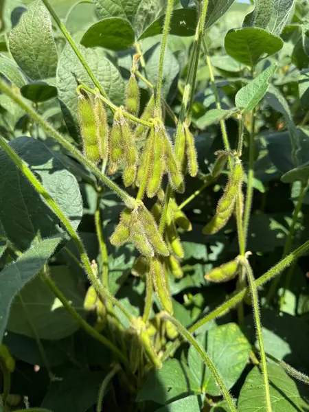 Yeşil yemyeşil yaprakların arasında asılı kıllı yeşil kabuklu soya fasulyesi bitkisinin yakın çekimi. Bu görüntü, soya fasulyelerinin zenginliğini ve sağlıklı büyümesini, tarım verimliliğini sembolize ediyor..
