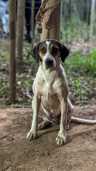 Büyüleyici orta boy bir köpek yemyeşil bitki örtüsüyle çevrili doğal bir ortamda oturur. Köpeğin siyah ve kahverengi işaretli beyaz bir ceketi var. Çevresini gözlemlerken sakin ve tuhaf bir ifade sergiliyor. Yumuşak öğleden sonra ışığı beyefendi