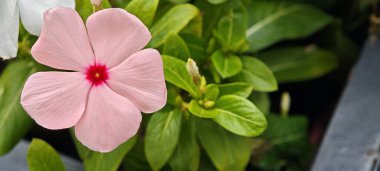 Kapalı Catharanthus çiçeği, pembe, gül beyazı menekşe, mezarlık bitkisi... Apocynaceae familyasına ait uzun ömürlü bitkiler..