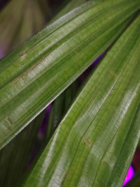 Five finger leaf captured in high detail, showcasing its natural symmetry and vibrant green tones. Ideal for eco-themed designs, wellness branding, fine art prints, and premium botanical visuals.