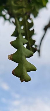 Zig Zag Kaktüsü 'nü bulutlu arka plan bokeh ile kapatın