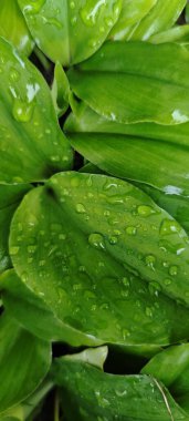 aromatik zencefil yaprakları veya kaempferia galangal yeşil yaprak bahçede, bitkisel, pişirme ve organik temalar için ideal.