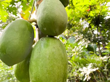 Ağaçtan sarkan olgunlaşmamış papayalar..