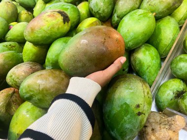 Bir el yeşil mango yığınının arasında büyük bir mango tutar..