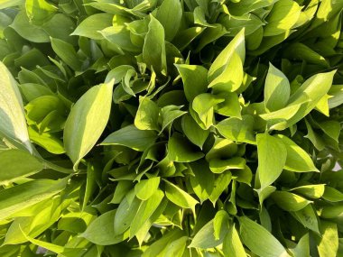 Canlı yeşil yapraklar, yemyeşil yapraklar..