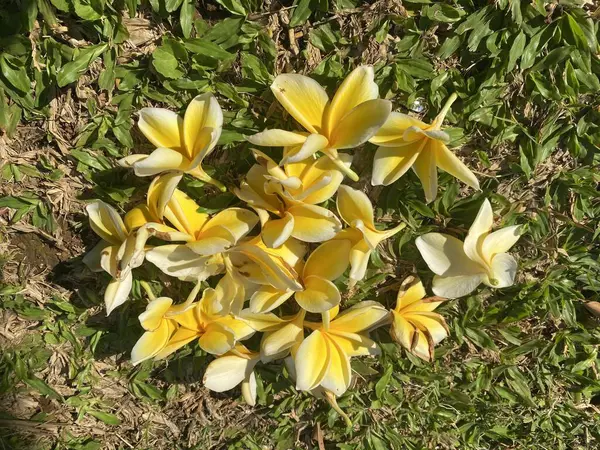 Çimlerin üzerinde sarı ve beyaz çiçekler.