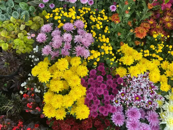 Çeşitli renkli krizantem.