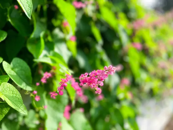Canlı yeşil yapraklar arasında açan narin pembe çiçeklerin yakın görüntüsü. Doğanın sanatının güzel bir gösterisi..