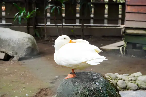 Beyaz bir ördek bahçedeki bir kayanın üzerinde huzur içinde yatıyor. Sahne sakin ve sakin..