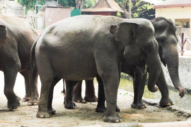 Bir grup görkemli Asya fili hayvanat bahçesinin çevresinde yan yana duruyor. Muazzam boyutları ve sakin tavırları büyüleyici..