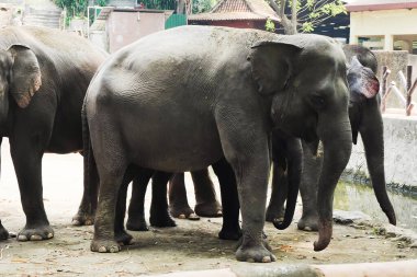 Bir grup görkemli Asya fili hayvanat bahçesinin çevresinde yan yana duruyor. Gri derileri ve büyük gövdeleri görünür..