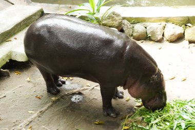 Bir pigme su aygırı, hayvanat bahçesindeki yeşil bitkilerden oluşan bir yemeğin tadını çıkarır. Hayvan sağlıklı ve memnun görünüyor..