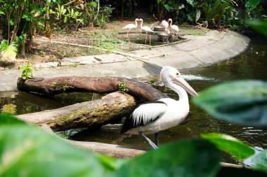 Beyaz bir pelikan gölün yakınındaki bir kütüğün üzerinde duruyor, arkasında flamingolar var. Bereketli tropikal yeşillik çevreyi sarar.