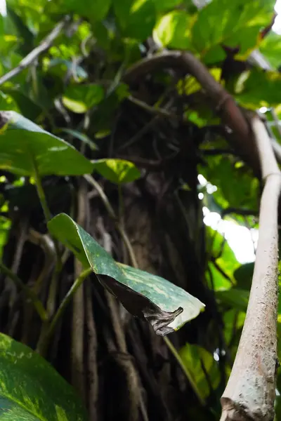 Parlak yeşil tropikal yaprağın yakın plan çekimi kısmen kurumuş bir yaprak sahnenin kontrastını ekliyor..