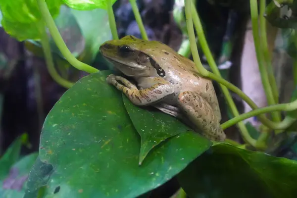 Bronz bir kurbağa, yemyeşil bitki örtüsüyle çevrili büyük yeşil bir yaprağın üzerinde oturur. Görüntü, detaylı detaylar içeren yakın plan bir görüntü..