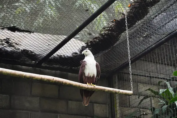 Brahminy Uçurtması, kuşhane duvarının içindeki bir tüneğe oturur. Kuş ağırlıklı olarak beyaz ve kahverengi..
