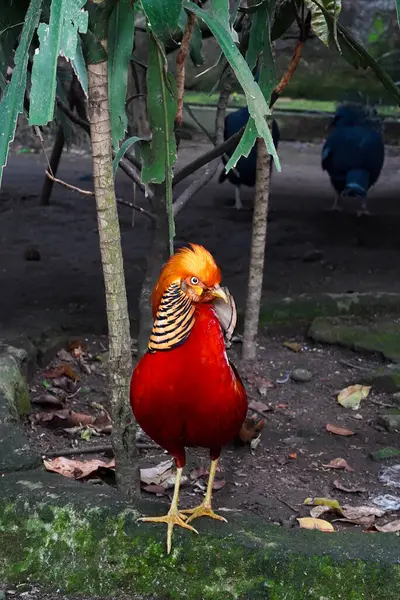 Göz kamaştırıcı bir altın sülün canlı kırmızı ve altın tüylerini sergiliyor. Kuş yemyeşil bir ortamda yerde duruyor..