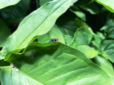 Bir sinek canlı yeşil bir yaprağın üzerinde dinlenir. Yakından bakınca doğal ayrıntıları gösteriyor.