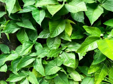Canlı yeşil tropikal yaprakların yakın görüntüsü zengin dokularını ve doğal güzelliklerini gözler önüne seriyor..