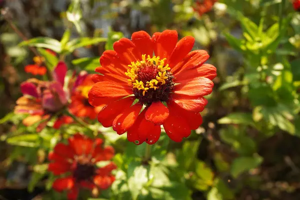 Canlı kırmızı bir Zinnia çiçeğinin tam çiçek açtığı yakın çekim. Yaprakların ve merkezin ayrıntıları görünür..