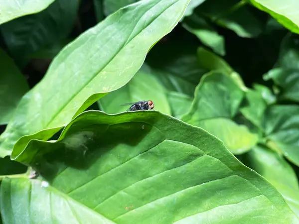 Bir sinek canlı yeşil bir yaprağın üzerinde dinlenir. Yakından bakınca doğal ayrıntıları gösteriyor.